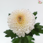 Chrysanthemum Ping Pong - White With Yellow Heart (12 Stems)