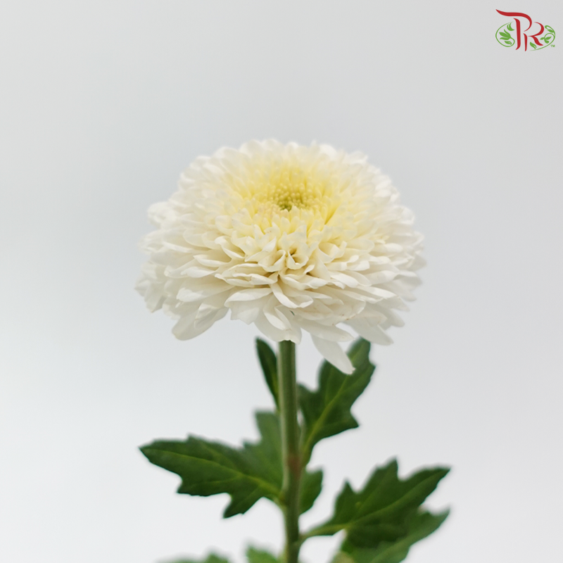 Chrysanthemum Ping Pong - White With Yellow Heart (12 Stems)