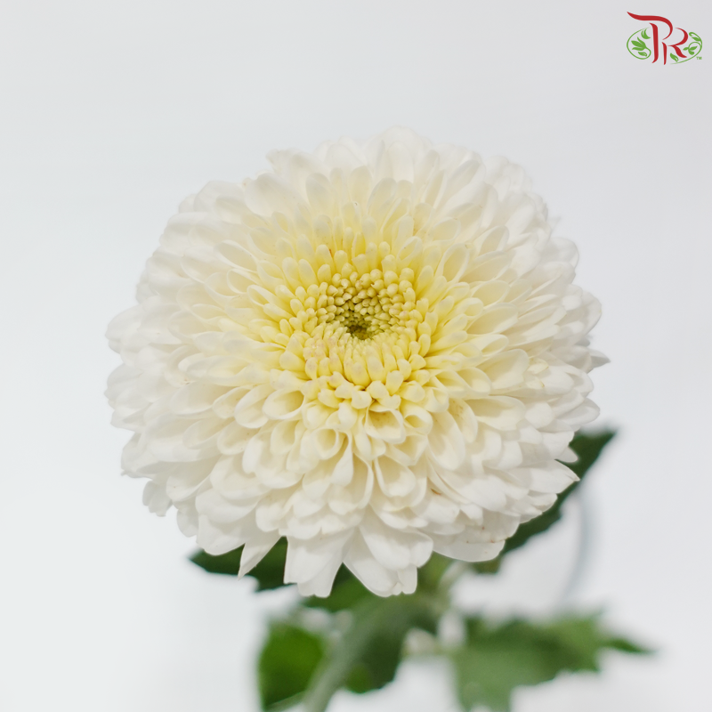 Chrysanthemum Ping Pong - White With Yellow Heart (12 Stems)