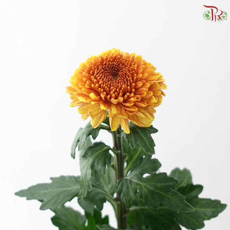 Chrysanthemum Ping Pong - Golden Brown (12 Stems)