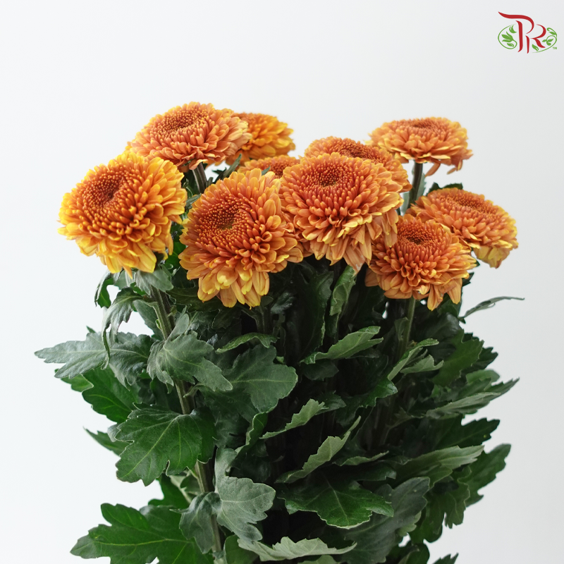 Chrysanthemum Ping Pong - Golden Brown (12 Stems)