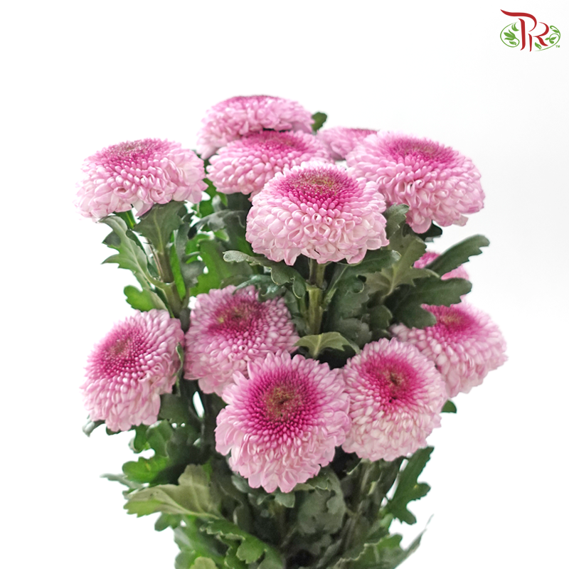 Chrysanthemum Ping Pong - Double Tone Purple (12 Stems)