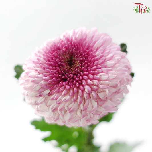 Chrysanthemum Ping Pong Disbud - Double Tone Purple (12 Stems)