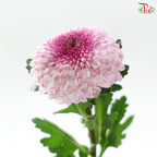Chrysanthemum Ping Pong - Double Tone Purple (12 Stems)