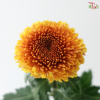 Chrysanthemum Ping Pong - Golden Brown (12 Stems)