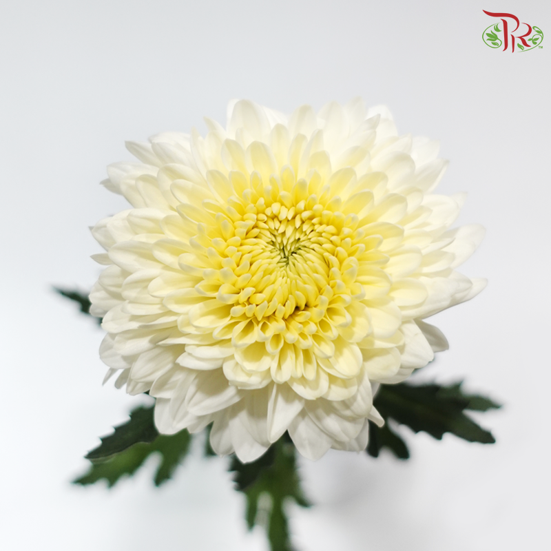 Chrysanthemum Ping Pong - White With Yellow Heart (12 Stems)