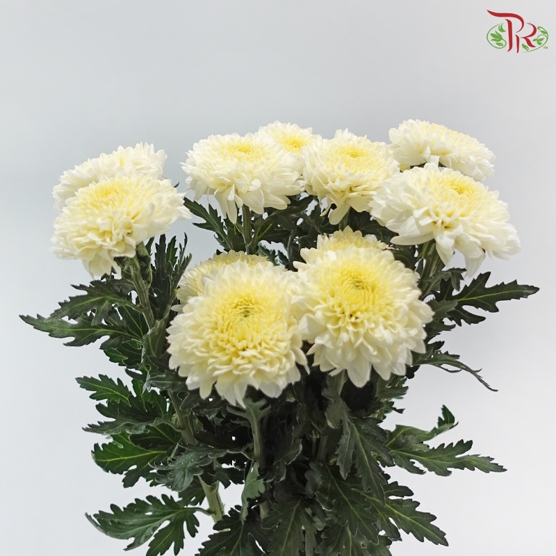 Chrysanthemum Ping Pong - White With Yellow Heart (12 Stems)