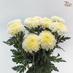 Chrysanthemum Ping Pong - White With Yellow Heart (12 Stems)