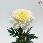 Chrysanthemum Ping Pong - White With Yellow Heart (12 Stems)