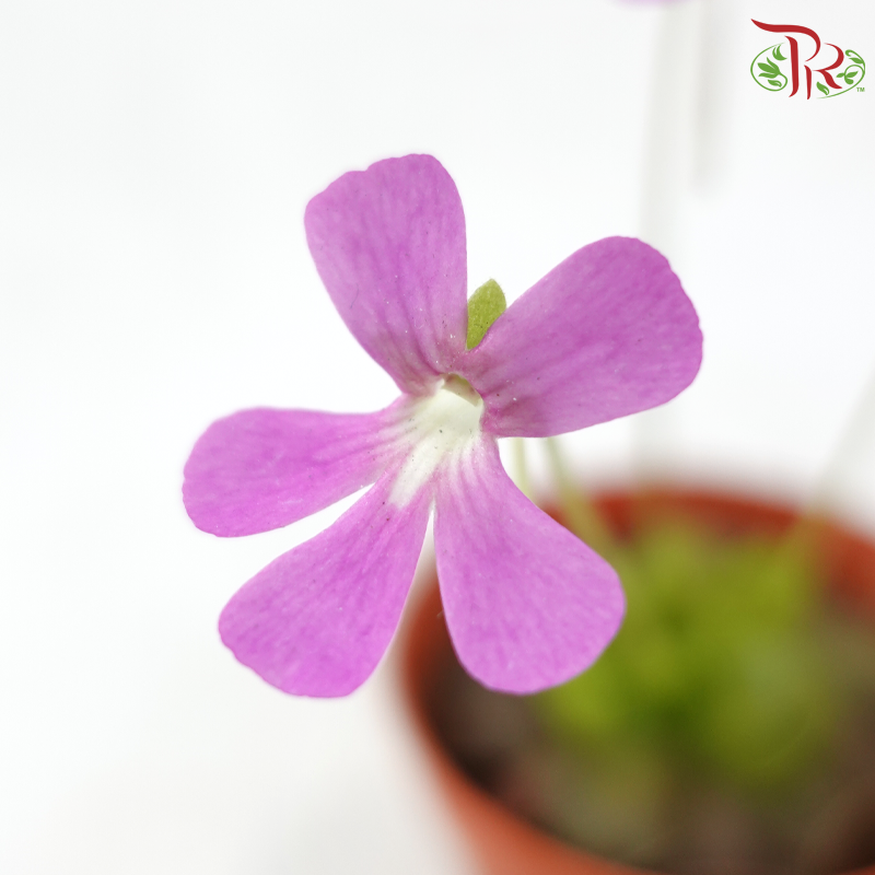 Pinguicula Moranensis 105P JH《墨兰捕虫草》