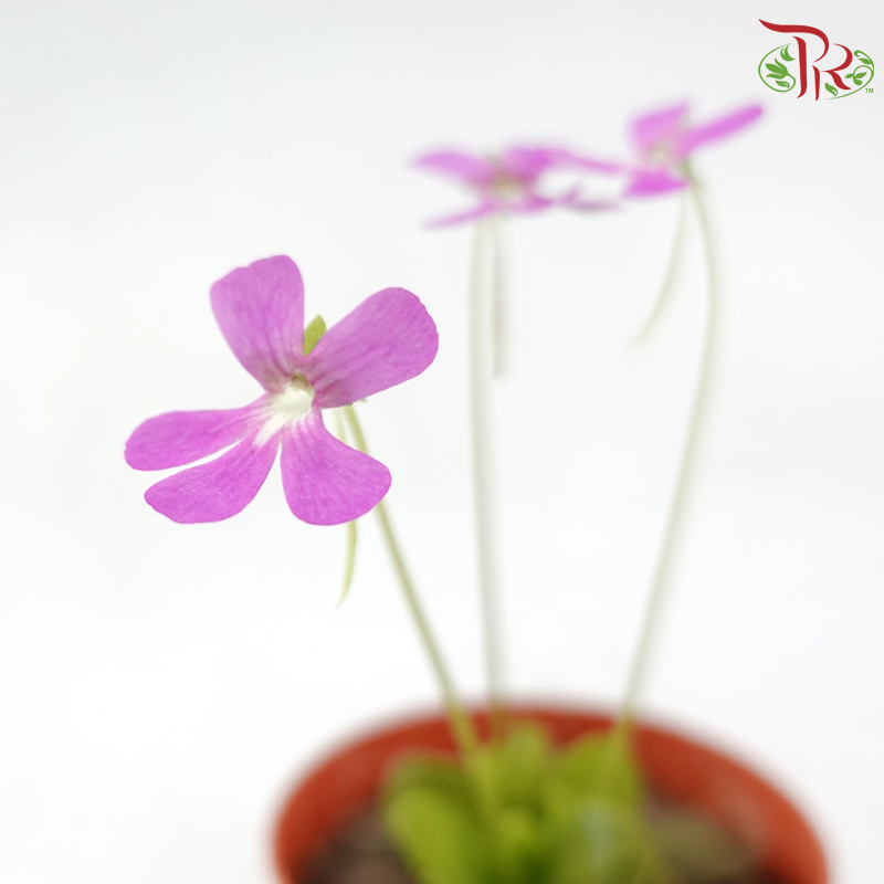 Pinguicula Moranensis 105P JH《墨兰捕虫草》