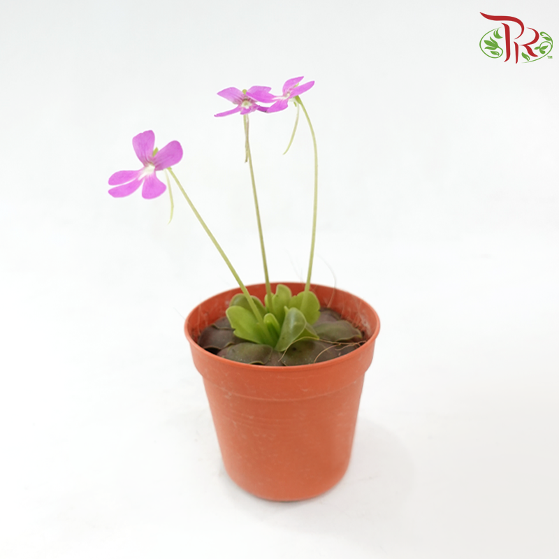 Pinguicula Moranensis 105P JH《墨兰捕虫草》