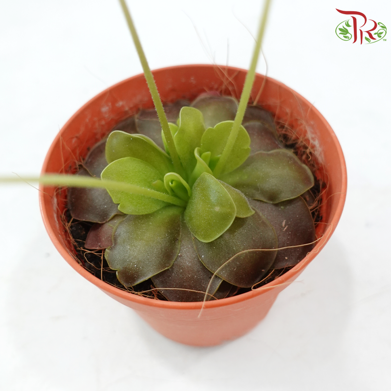 Pinguicula Moranensis 105P JH《墨兰捕虫草》