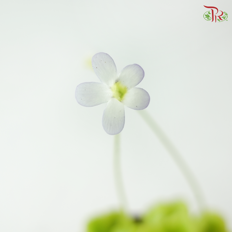 Pinguicula Agnata 105P《纯真捕虫芦》