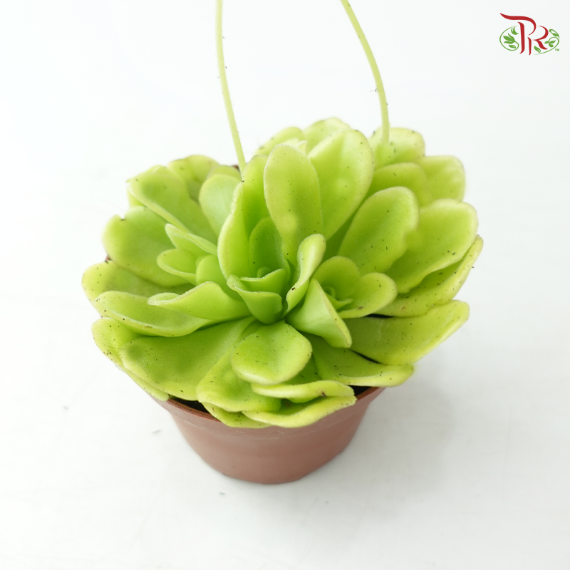 Pinguicula Agnata 105P《纯真捕虫芦》