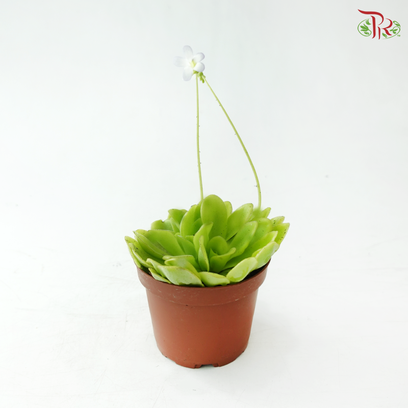 Pinguicula Agnata 105P《纯真捕虫芦》
