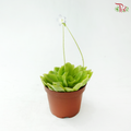 Pinguicula Agnata 105P《纯真捕虫芦》