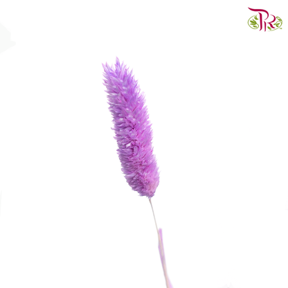 Dry Phalaris - Purple (Per Bunch) - Pudu Ria Florist
