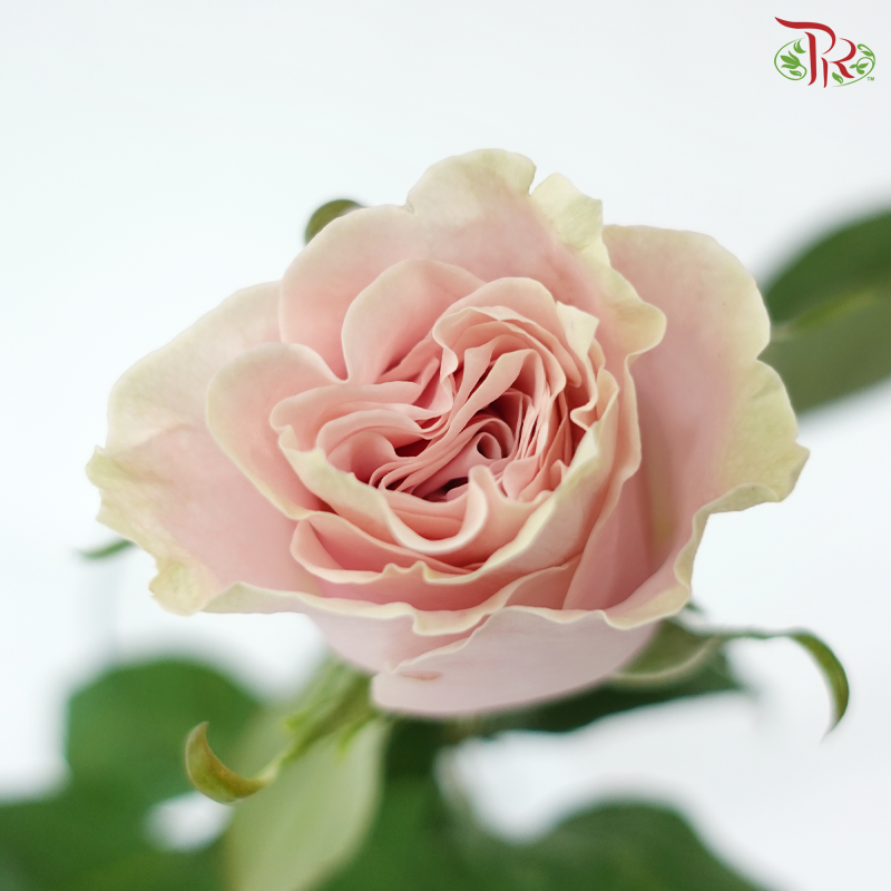 Rose (50cm) - Pink Mondial (10 Stems)