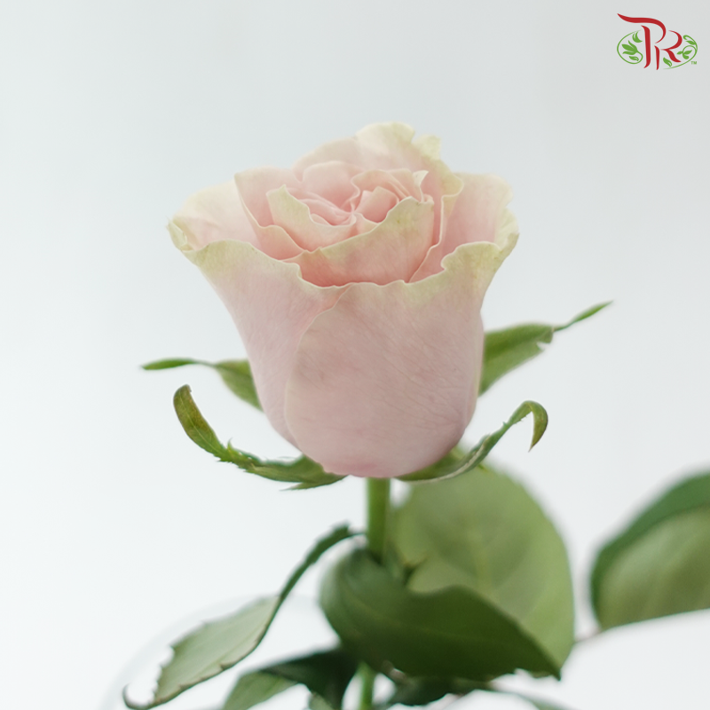 Rose (50cm) - Pink Mondial (10 Stems)