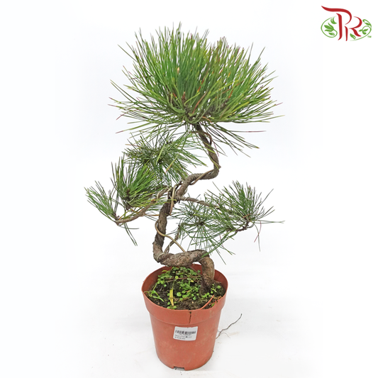 Pinus S 《黑松》 - Pudu Ria Florist