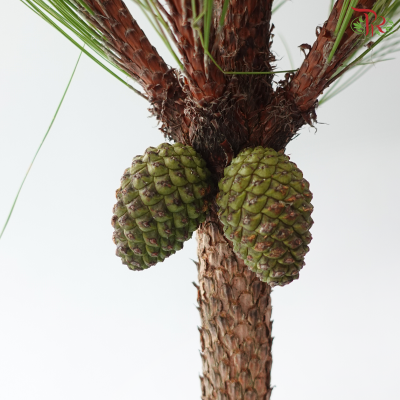 Pinus Massanonia (Per Branch)