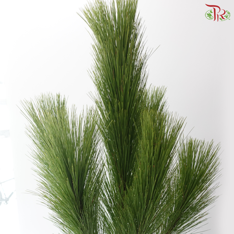 Pinus Massanonia (Per Branch)