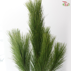 Pinus Massanonia (Per Branch)