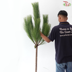 Pinus Massanonia (Per Branch)