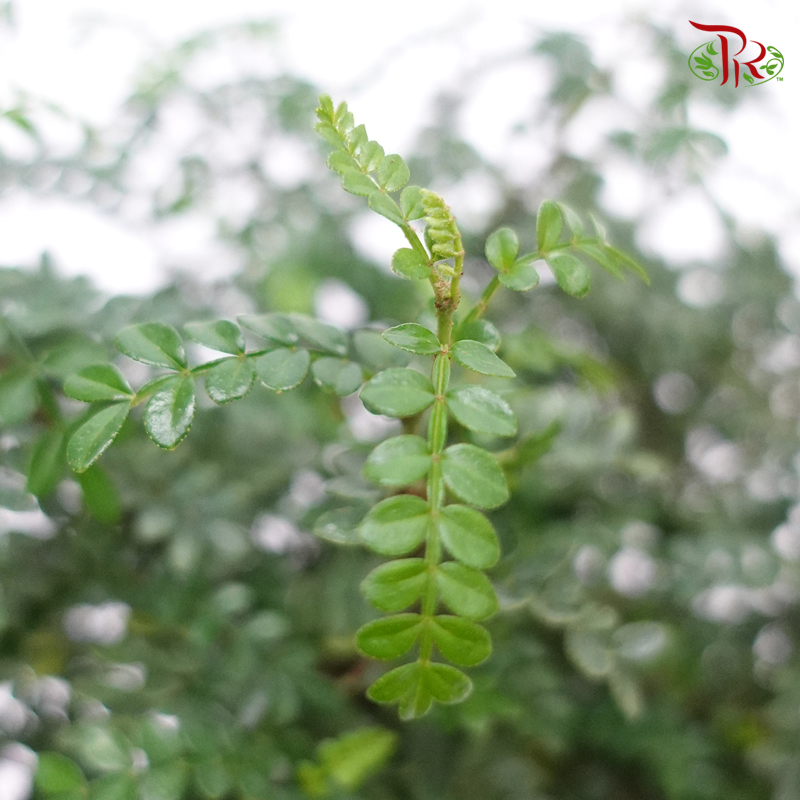 Pistacia Weinmannifolia 《清香木》 - Pudu Ria Florist