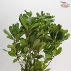 Pittosporum Leaf
