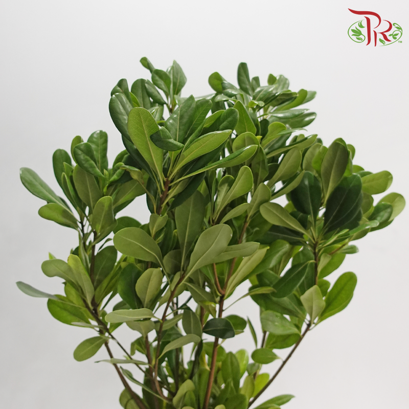 Pittosporum Leaf