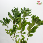 Pittosporum Leaf
