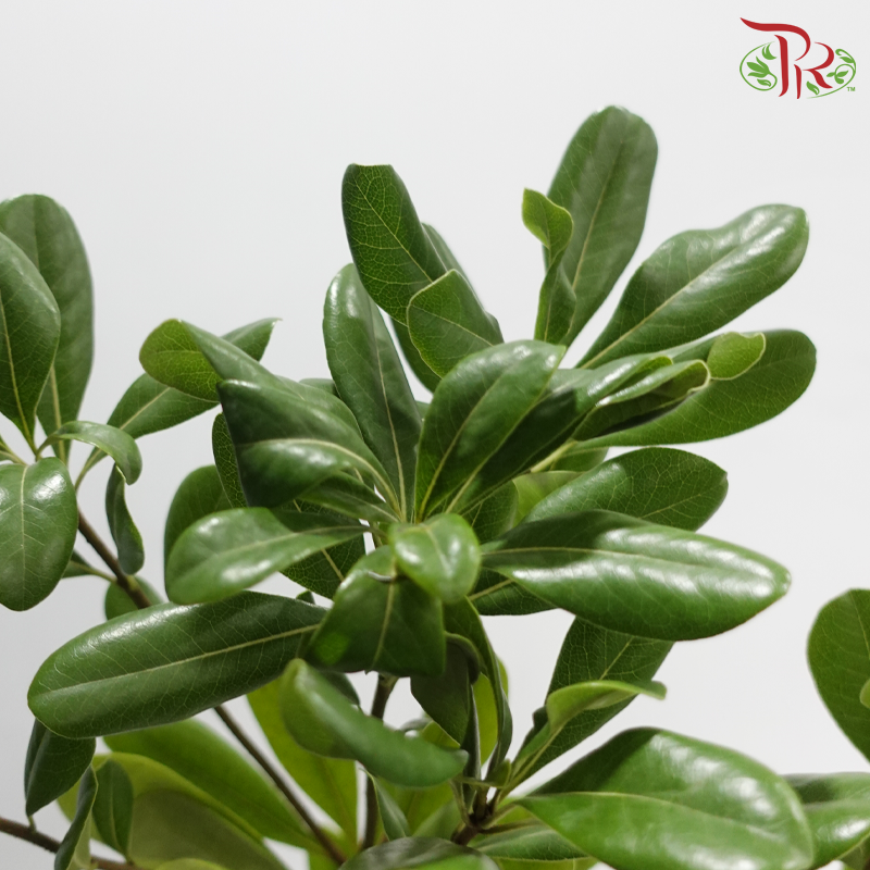 Pittosporum Leaf