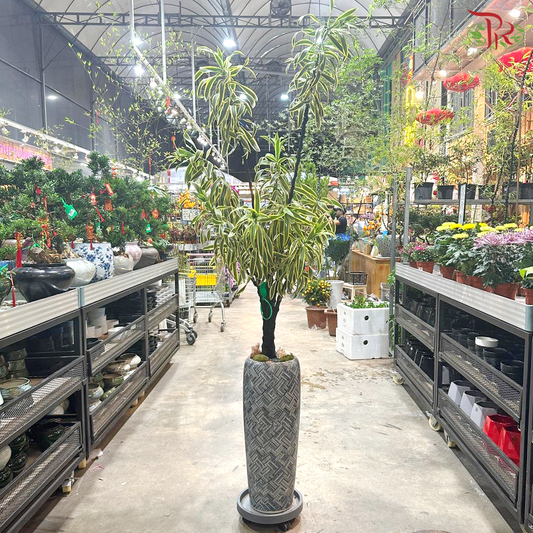 【CNY 2026】 An Abundance of Blessings (Song of India Plant)《百福临门》