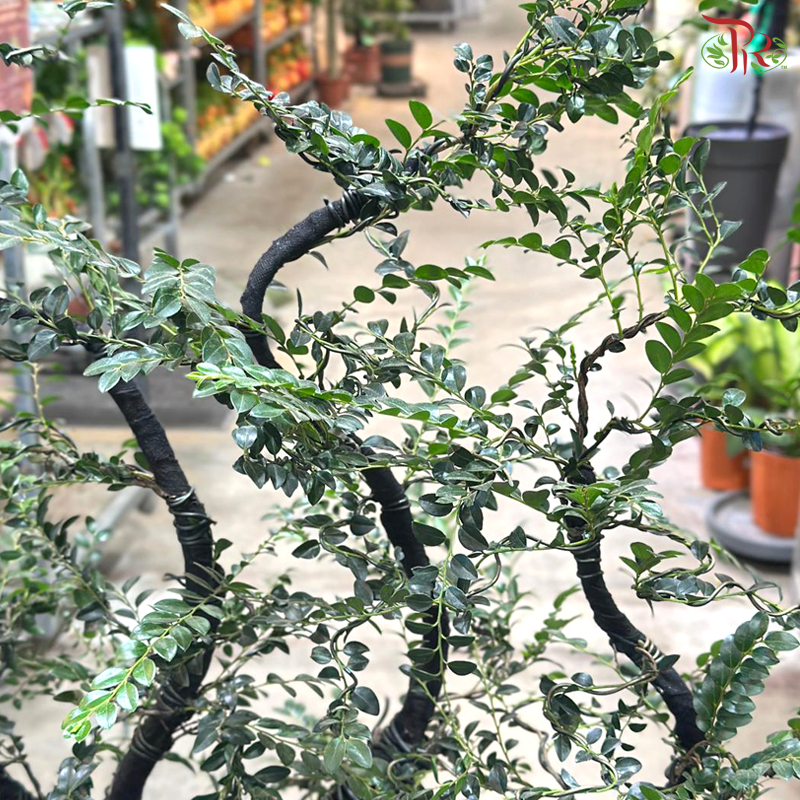 【CNY 2026】Rising Auspice (Pterocarpus Plant)《紫气东来》