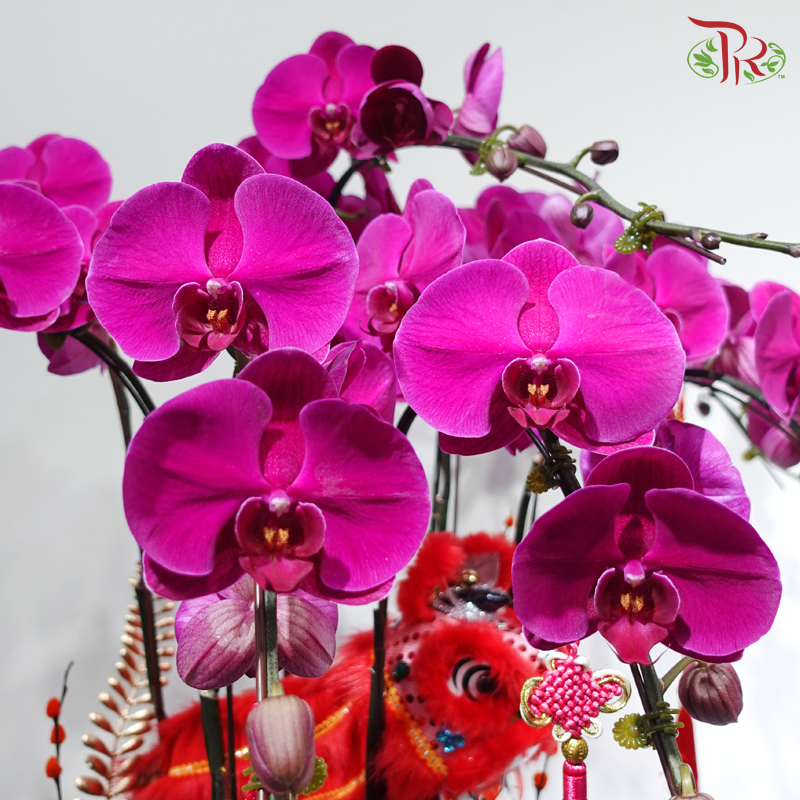 【CNY 2026】Good Fortune Comes With The Lion《狮来运转》