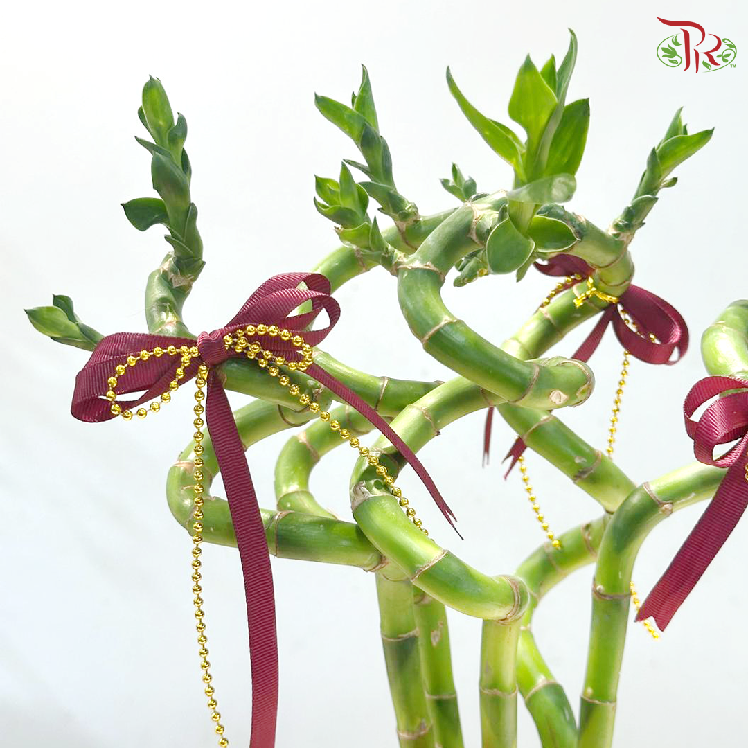 Lucky Bamboo Harmony (Random Choose Deco)