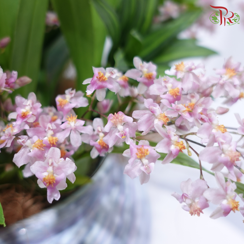 【CNY 2026】Dream Fragrance Brings Prosperity 《梦香蝶来财》