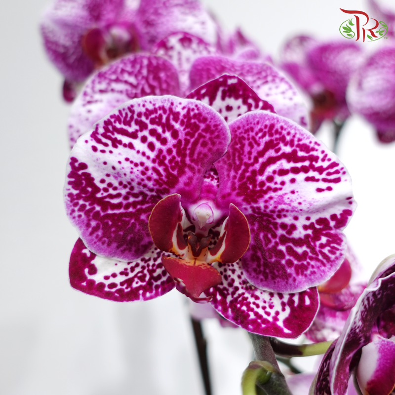 【CNY 2026】Dream Fragrance Brings Prosperity 《梦香蝶来财》