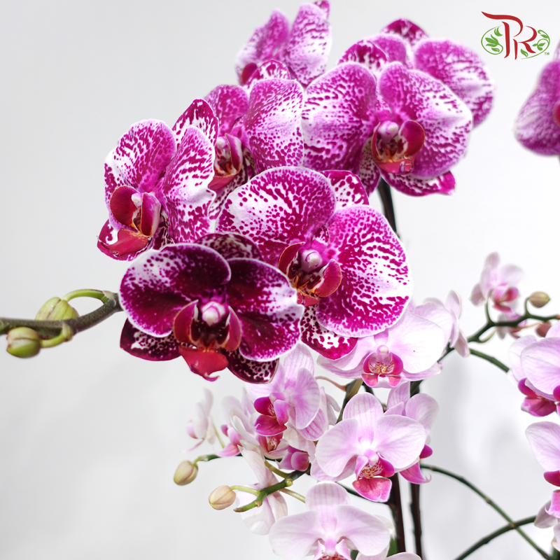 【CNY 2026】Dream Fragrance Brings Prosperity 《梦香蝶来财》