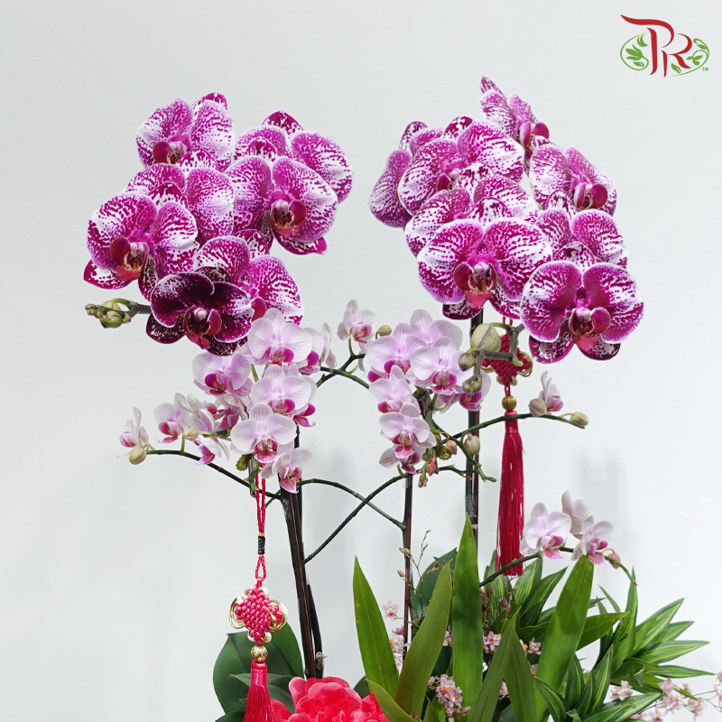 【CNY 2026】Dream Fragrance Brings Prosperity 《梦香蝶来财》