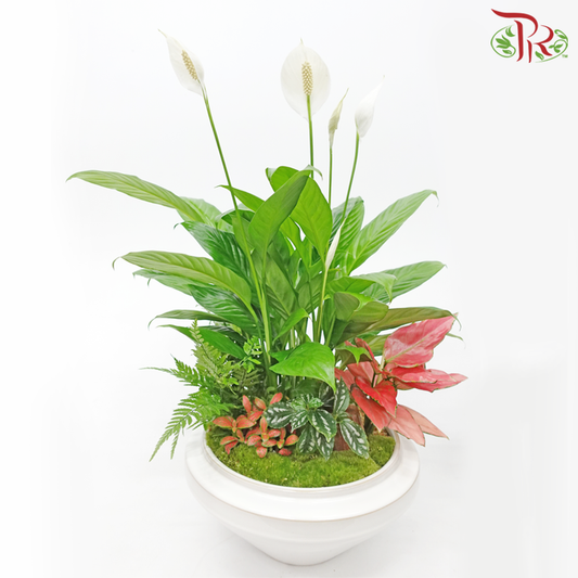 Peace Lily - Plant Arrangement《白掌》 - Pudu Ria Florist