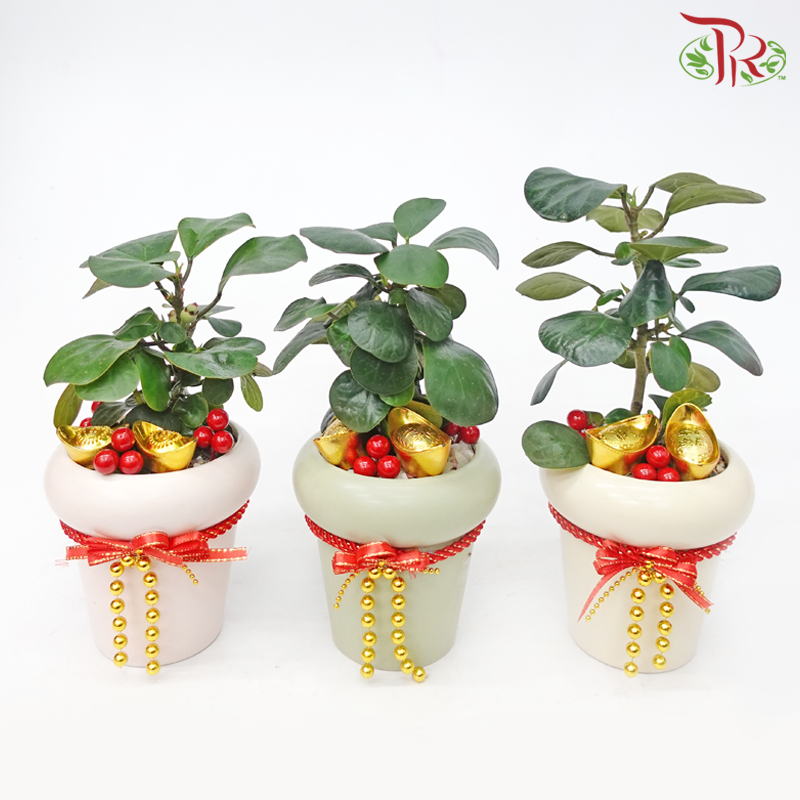 Ficus Deltoidea Plant Arrangement Series 小菩提《吉龙送福》(With Options)