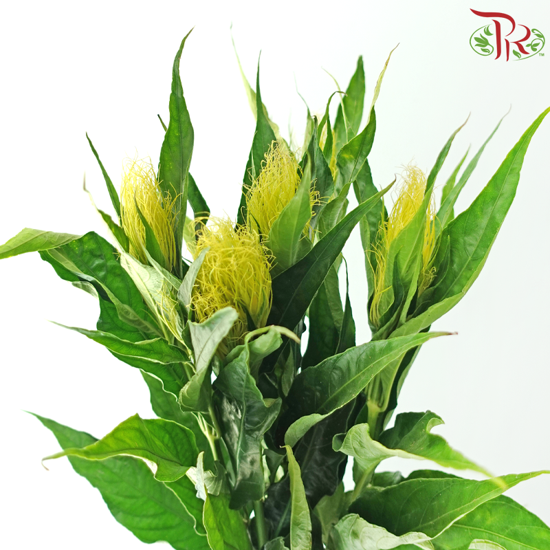 Platinum Feather Flower (Per Bunch)