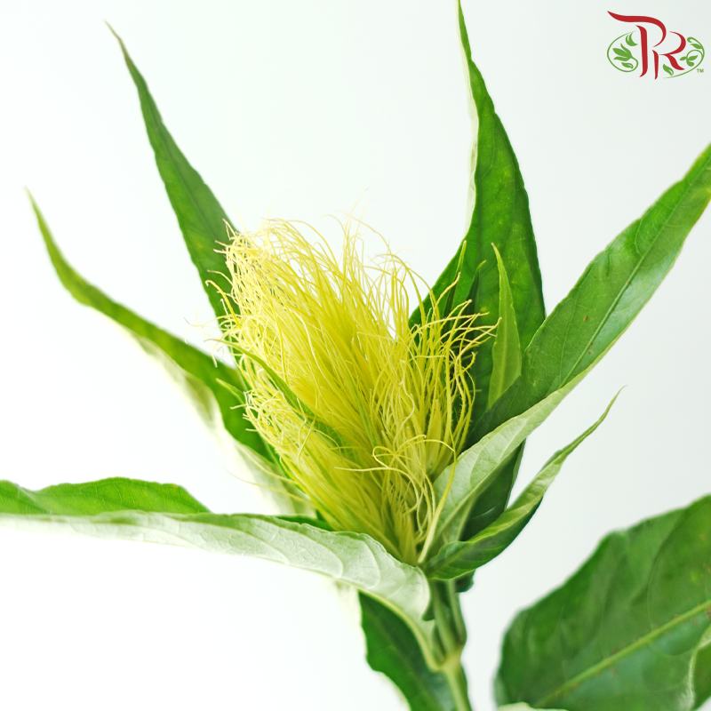 Platinum Feather Flower (Per Bunch)