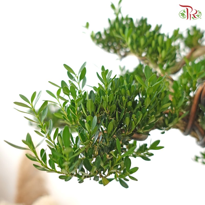 Podocarpus《菊花罗汉松》(M)