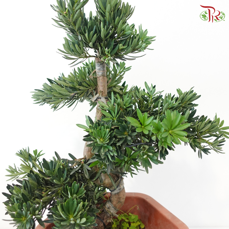 Podocarpus 菊花罗汉松 HEX POT (M)