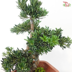 Podocarpus 菊花罗汉松 HEX POT (M)