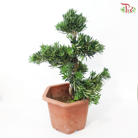 Podocarpus《菊花罗汉松》(M)